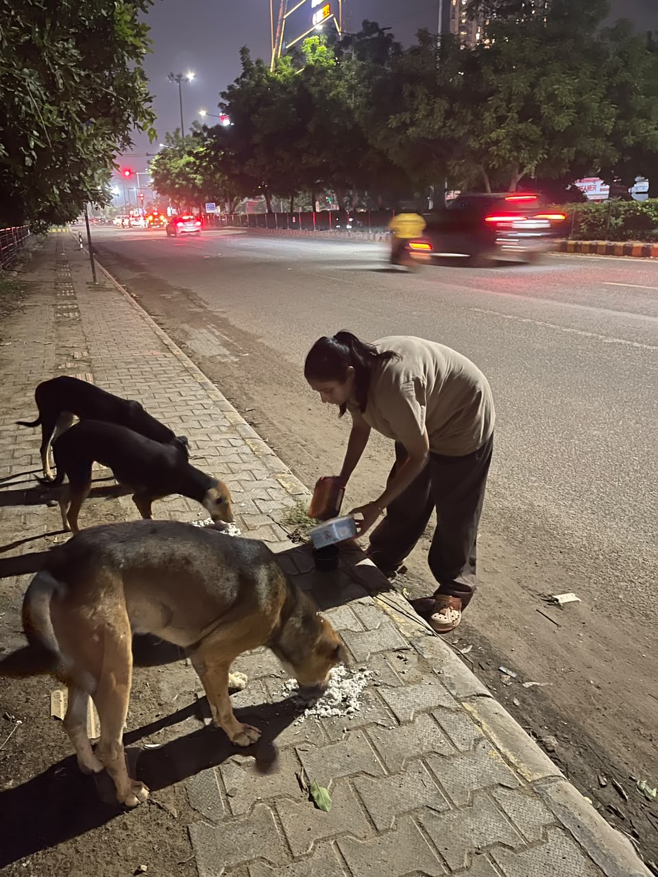 Street dogs being fed by the roadside late at night